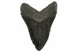 Serrated, Fossil Megalodon Tooth - South Carolina #340157-2